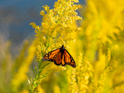 St Marks National Wildlife Refuge