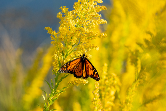 St Marks National Wildlife Refuge