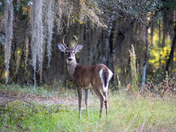 St Marks National Wildlife Refuge