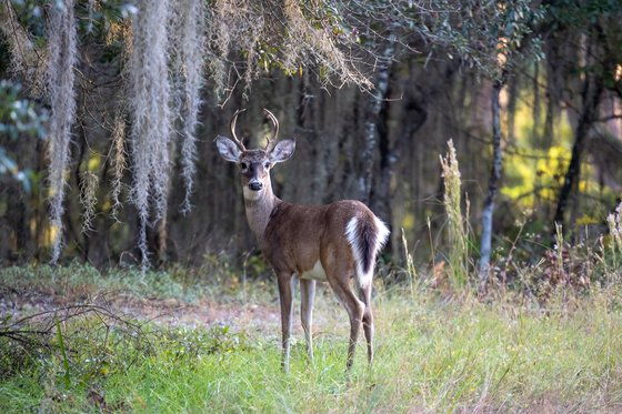 St Marks National Wildlife Refuge