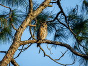 St Marks National Wildlife Refuge