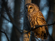 Barred Owl