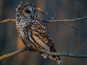 Barred Owl
