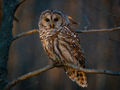 Barred Owl