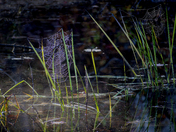 Cobwebs and Sunlight