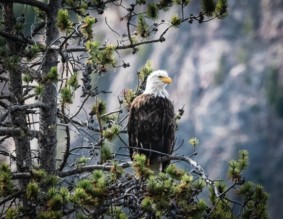 Yellowstone National Park