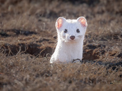 Long-tailed Weasel
