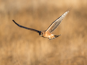 Bear Lake NWR , Idaho