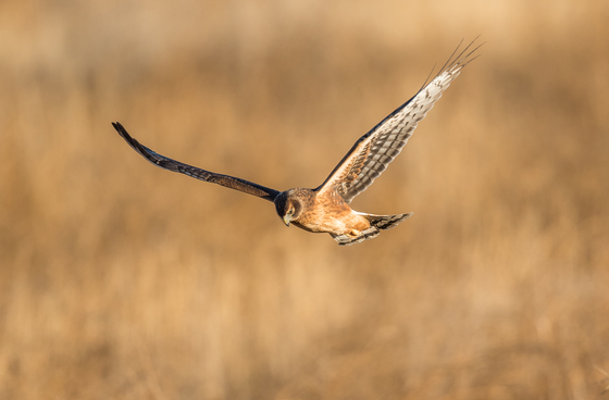 Bear Lake NWR , Idaho
