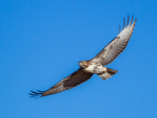 Bear Lake NWR , Idaho