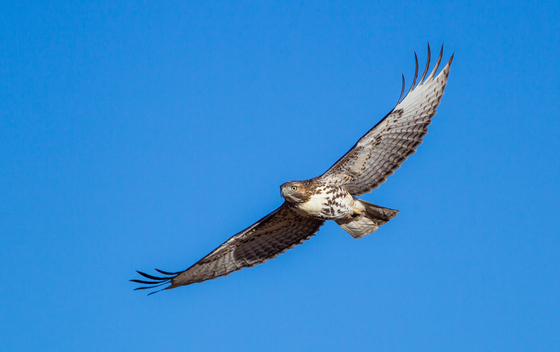 Bear Lake NWR , Idaho