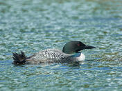 Loon in Algonquin