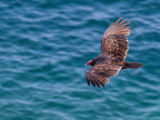 Vulture Above Lake Huron