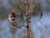 Not so Common Redpoll
