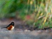 Spotted Towhee