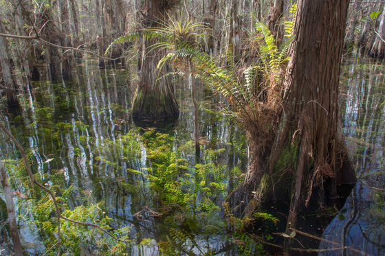 Everglades National Park