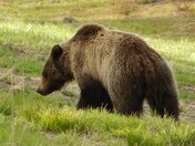 Shoshone National Forest