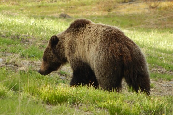 Shoshone National Forest