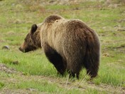 Shoshone National Forest