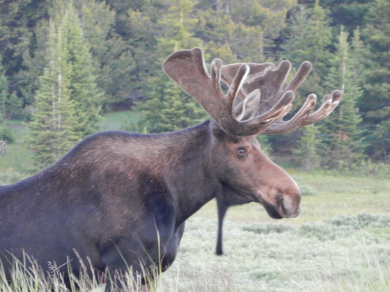Big Horn National Forest