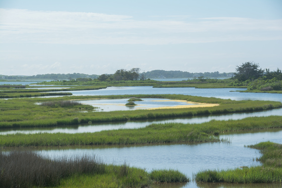 Assateague National Seashore