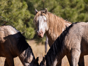 Apache Sitgreaves National Forest