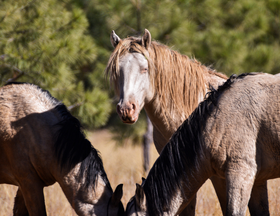 Apache Sitgreaves National Forest