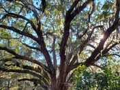 Cumberland Island National Seashore