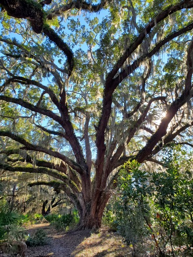 Cumberland Island National Seashore