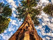 Sequoia National Park