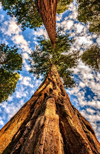 Sequoia National Park