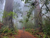 Redwoods National Park