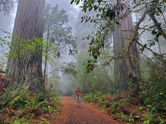 Redwoods National Park