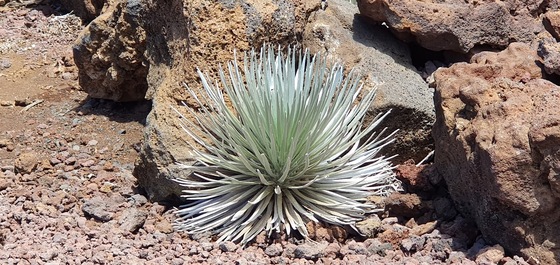 Haleakala National Park
