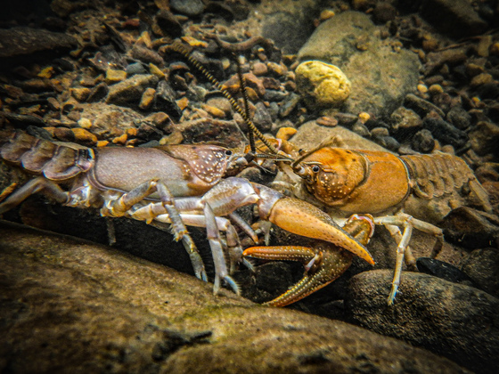 Shenandoah National Park