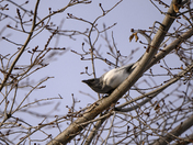 Leucistic Black Billed Magpie