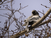 Leucistic Black Billed Magpie