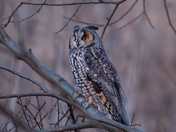 long ear owl
