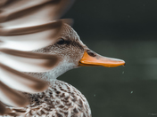 Gadwall Fan