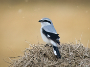 Northern Shrike, Dec. 18, 2023
