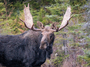 Thirsty Bull Moose, Nov. 3, 2023