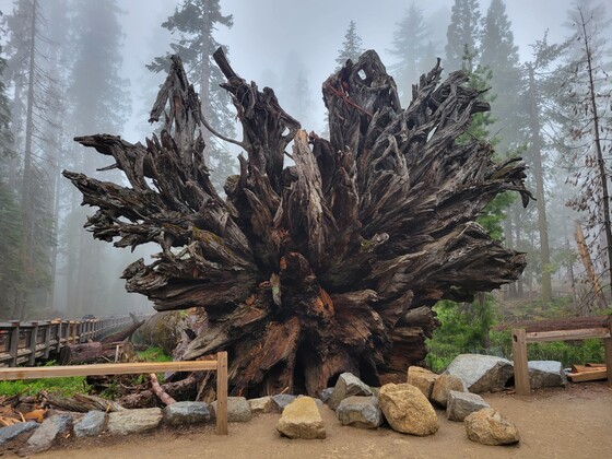 Yosemite National Park