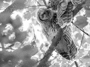 Barred Owl Duo