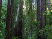 Muir Woods