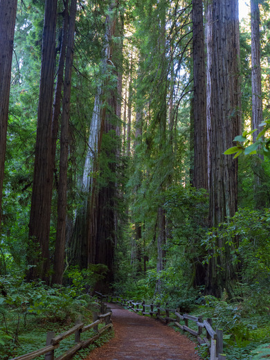 Muir Woods