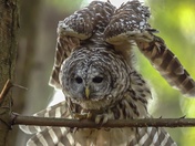Barred Owl