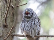 Yawning Barred Owl