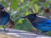 Steller's Jay