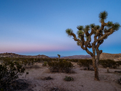 Joshua Tree National Park