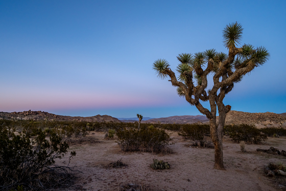 Joshua Tree National Park